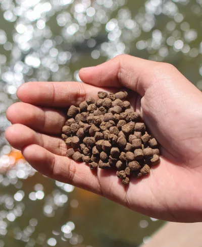 Pellets